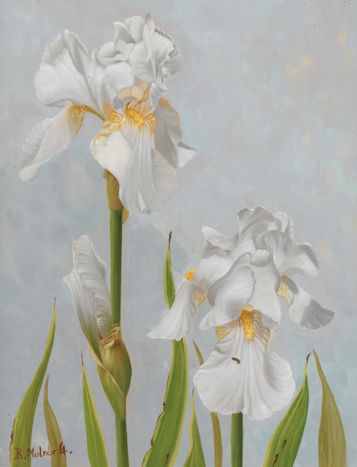 White Iris